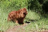 CAVALIER KING CHARLES 013